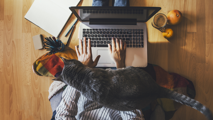 A person with their hands on a laptop and a cat in their lap